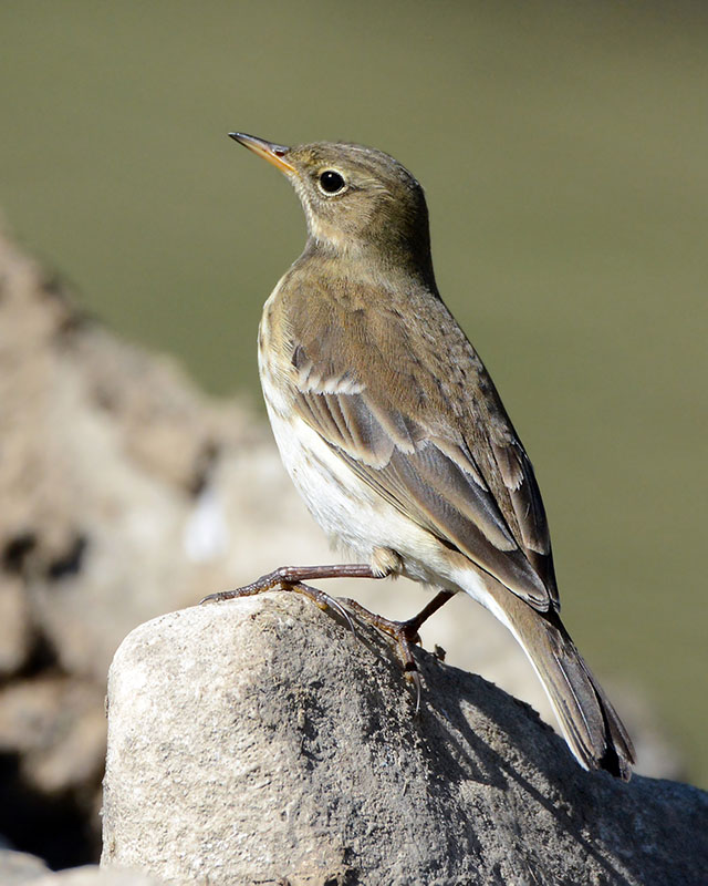 Spioncello (Anthus spinoletta)